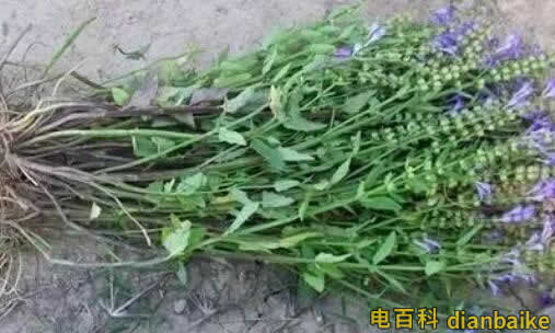 半枝蓮是什么？半枝蓮圖片和價格及半枝蓮的功效與作用和禁忌