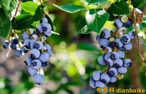 花青素能去斑嗎?花青素的功效與作用和禁忌及花青素藍莓